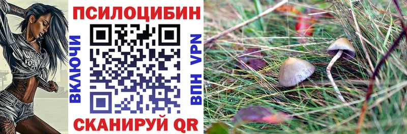 Псилоцибиновые грибы Psilocybe  Купить  Тбилисская 